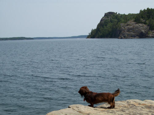 Daisy on Blueberry Island Looking Down Main Channel of Lake Lauzon