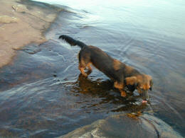 Crazy Daisy!  ...Drinking The Fresh Lake Lauzon Water Off On Blueberry Island.