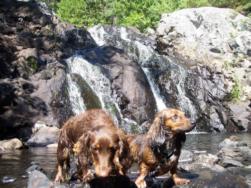 Ginger and Daisy at Hastie Falls