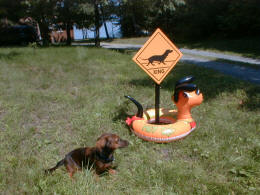 Wiener Dog Crossing!  Drive Carefully!